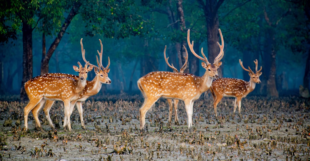 Sundarbans Mangrove Forest